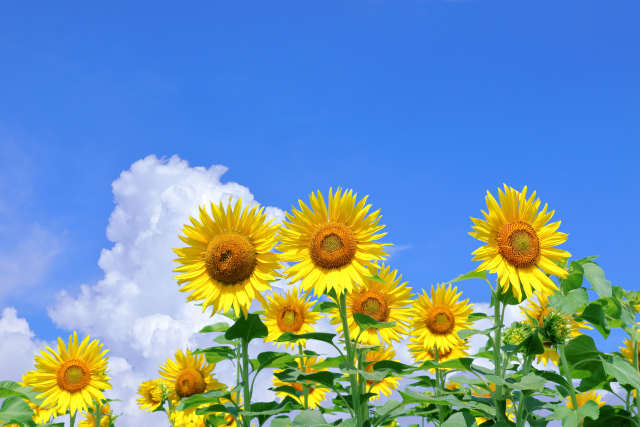 夏の太陽とひまわり